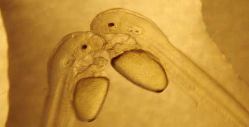Larvicultura e Alevinagem do Pintado (Pseudoplatystoma corruscans)